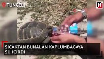 Sıcaktan bunalan kaplumbağaya su içirdi