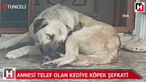 Annesi telef olan yavru kediye köpek şefkati