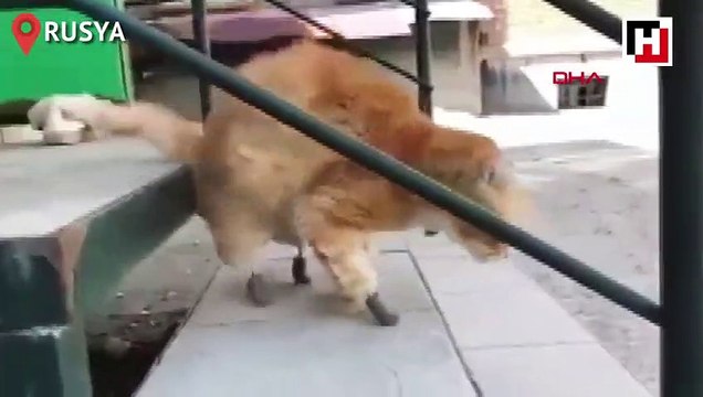 Ayaklarını kaybeden kediye 'protez pati'