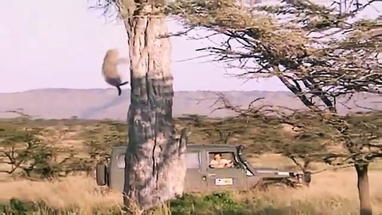 Big Cat Diary - Se1 - Ep06 HD Watch HD Deutsch