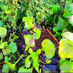 cara terbaru menangkap ikan didesa