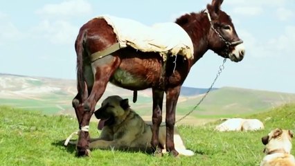 Kangal Dog Could Kill Wolf and Bear