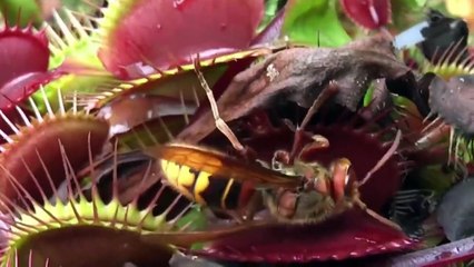 This Mouse Will Be Killed By a Plant