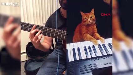 Cazcı kedi hem şaşkına çevirdi hem gülümsetti