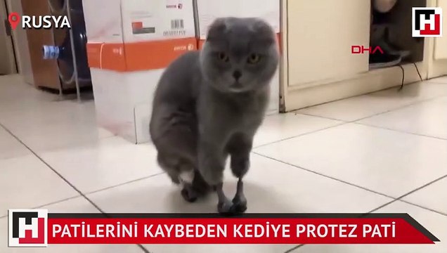 Soğukta patilerini kaybeden kediye protez pati