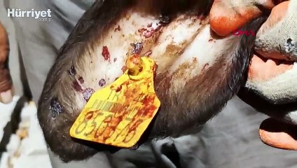 Malatya'da kesilen büyükbaş, tüberkülozlu çıktı