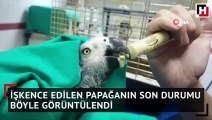 İşkence edilen papağanın son durumu böyle görüntülendi
