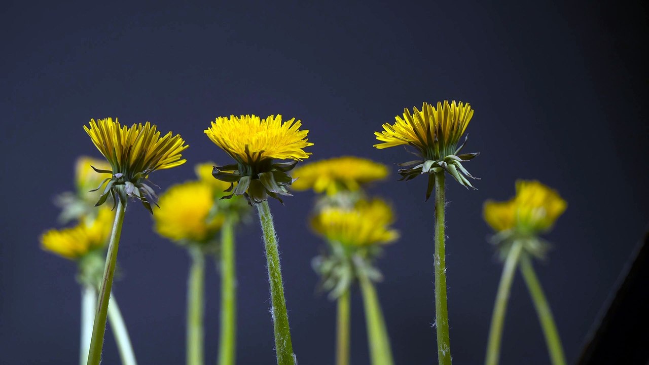 Here Is A Method That Is Helping FLOWER