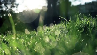Why It's Easier to Succeed With Grass Than You Might Think - Garden valley