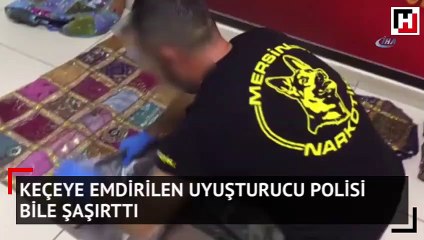 Keçeye emdirilen uyuşturucu polisi bile şaşırttı