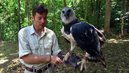 Even Chimps Are Afraid Of This Monkey Killer