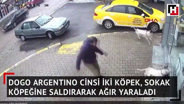 Sakarya'da iki Dogo Argentino cinsi köpek sokak köpeğini ağır yaraladı