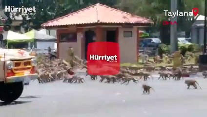 Tayland'da koronavirüs yüzünden boşalan sokakları maymunlar bastı