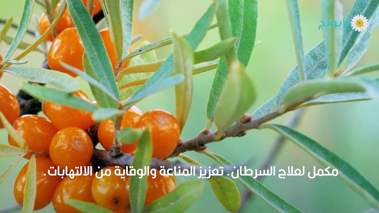 dailymotion