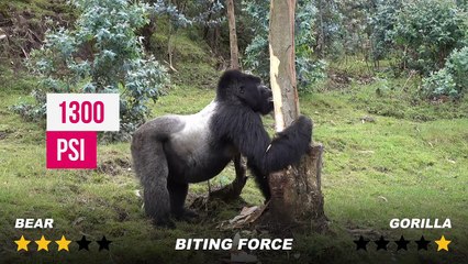 The Biggest Fight - Gorilla vs Bear