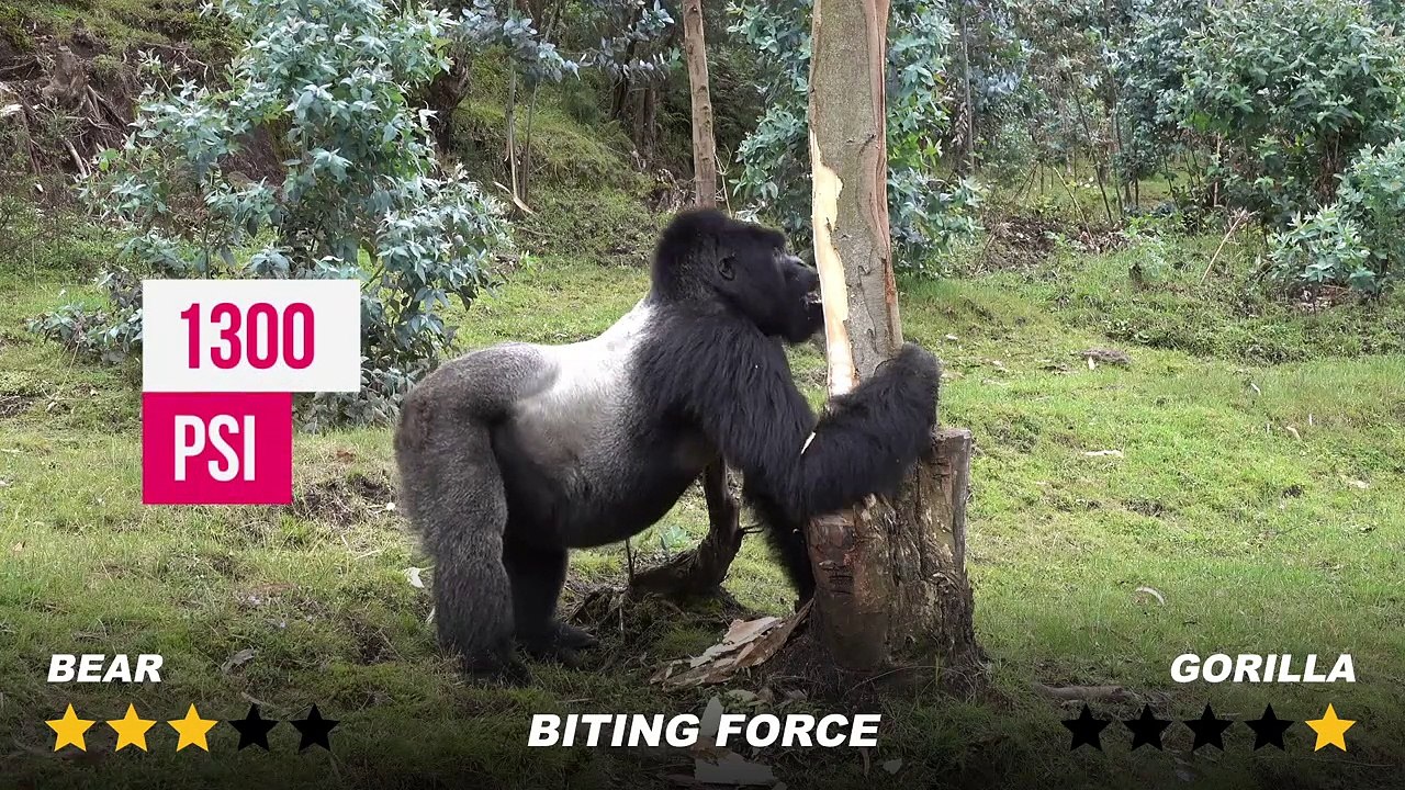 The Biggest Fight - Gorilla vs Bear