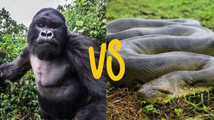Mother Gorilla Survive The 500 Kg Anaconda Gorilla vs Anaconda