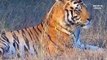 This poor tiger had a broken leg   injured animals video   animals video