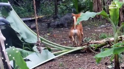 जब सांप की अकल ठिकाने आई   when animals messed with wrong enemy