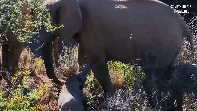 जब मासुम जानवरो ने लिया शिकारी जानवरो को गोद animals adopted by other animals