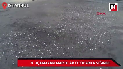 Lodostan uçamayan martılar otoparka sığındı