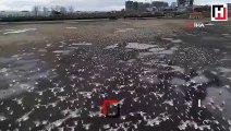 Lodostan kaçarak otoparka sığınan binlerce martı havadan görüntülendi