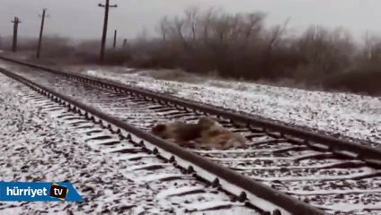 Köpekten 'vefa' dersi