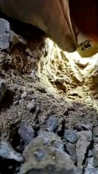 Corpo de Bombeiros do Ceará resgata filhote de gato preso em tubulação de casa no Montese