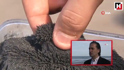 Ünye kumsallarının doğal sağlık cevheri: ‘Manyetik siyah kum’