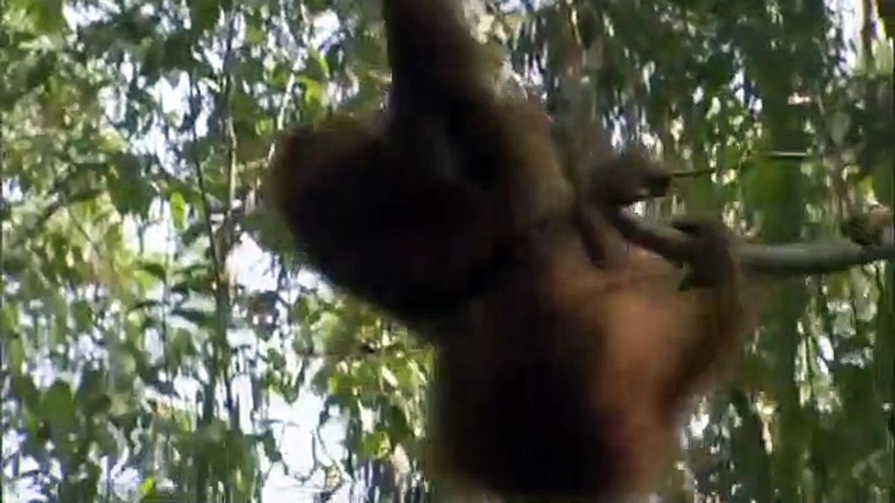 Orangutan Island - Se1 - Ep02 - The Intruder HD Watch HD Deutsch