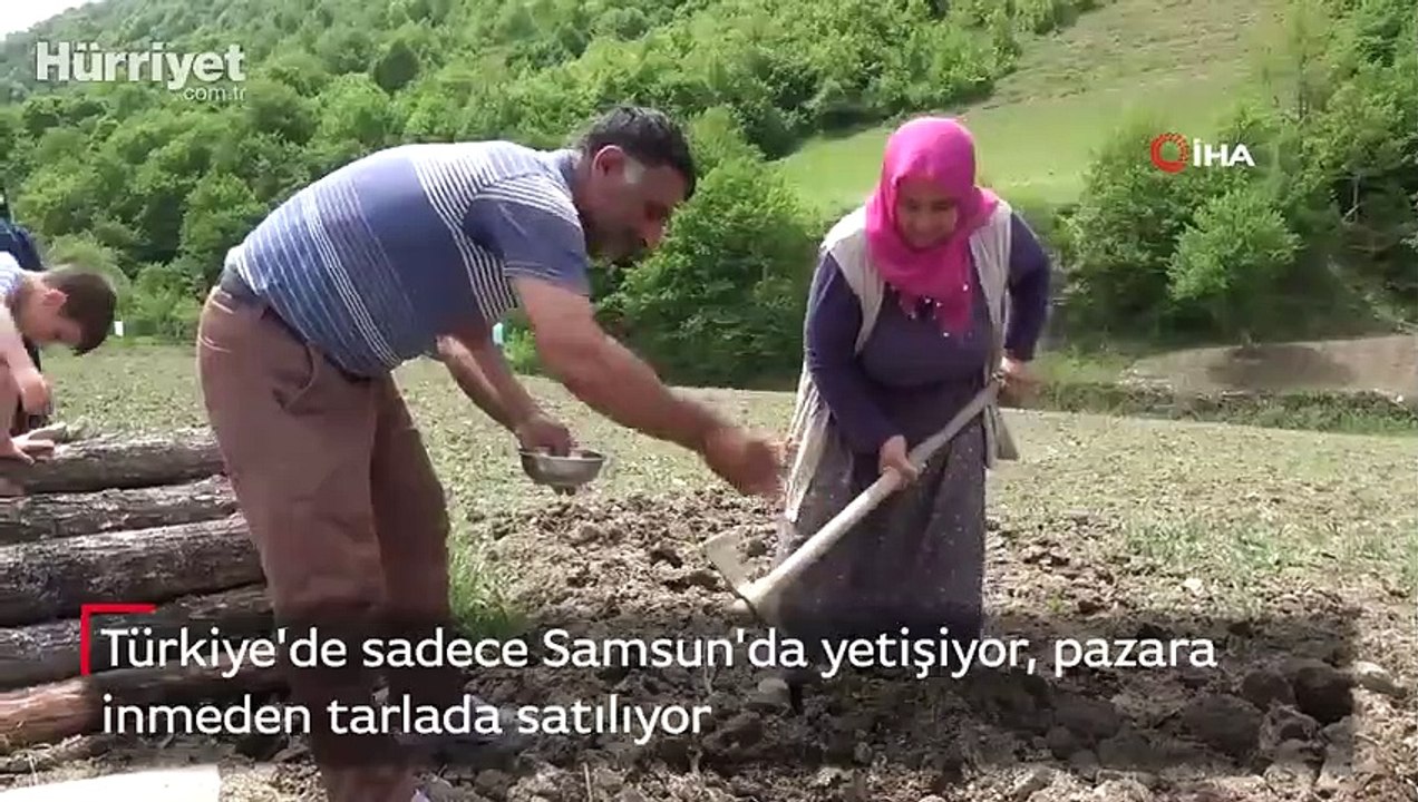 Türkiye'de sadece burada yetişiyor, pazara inmeden tarlada satılıyor