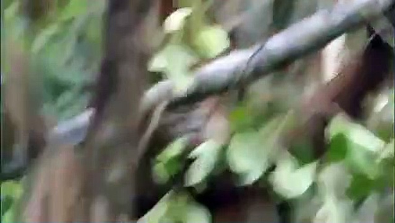 Orangutan Island - Se1 - Ep03 - Lost HD Watch HD Deutsch