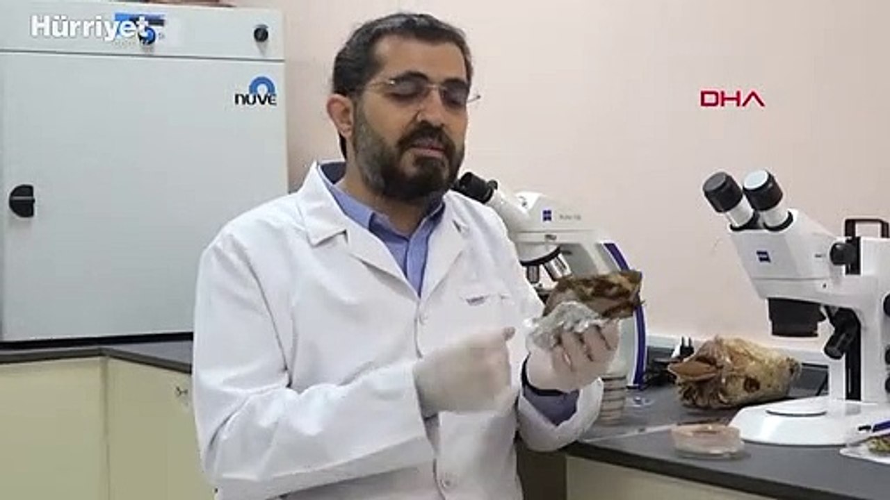 Ölümsüzlük mantarı olarak bilinen "Reishi" mantarını ürettiler