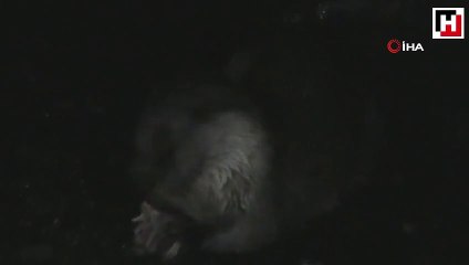 Tekirdağ’da su samuru görüldü