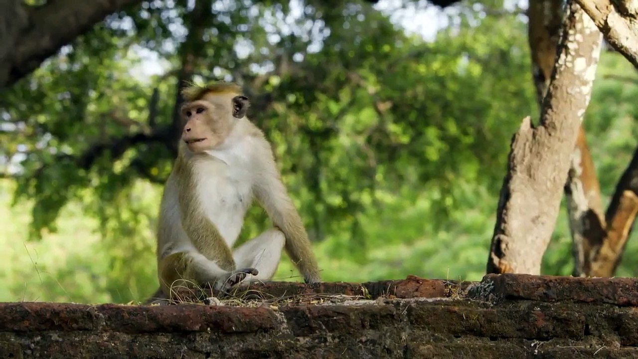 Monkey Island - Se1 - Ep03 - Trouble in Paradise HD Watch HD Deutsch