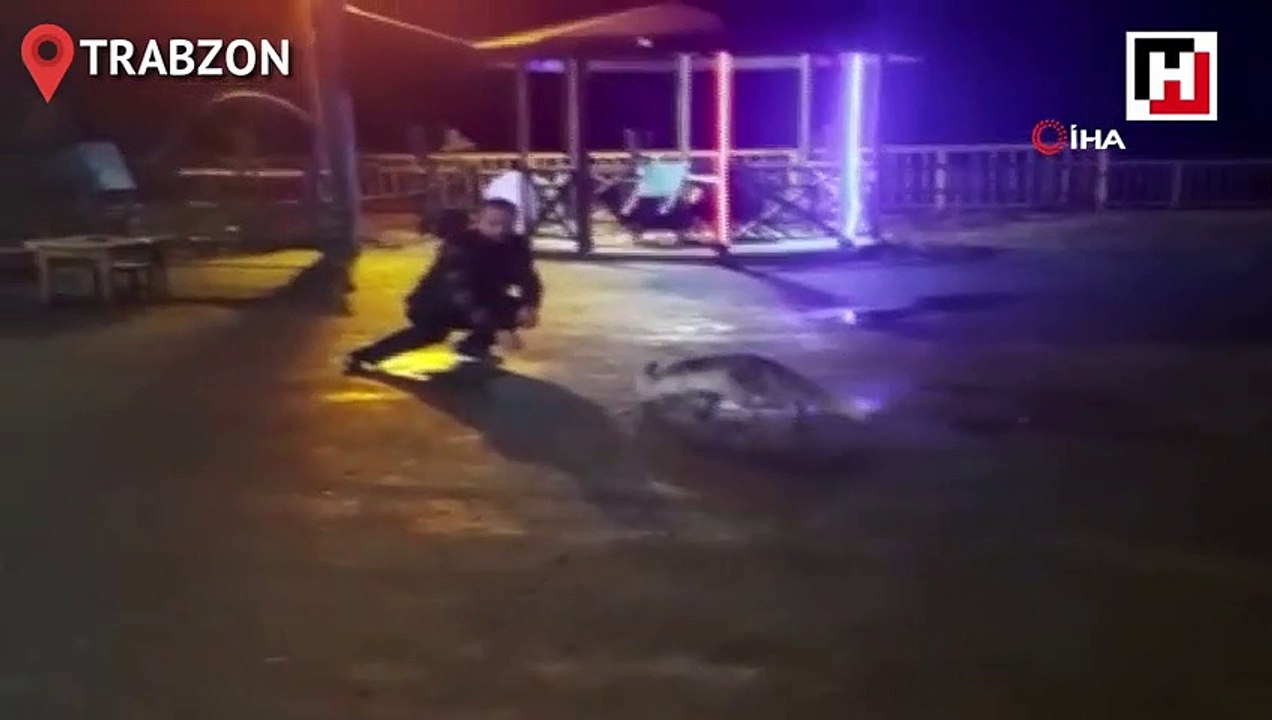 Bu tilki bu restoranın müdavimlerinden