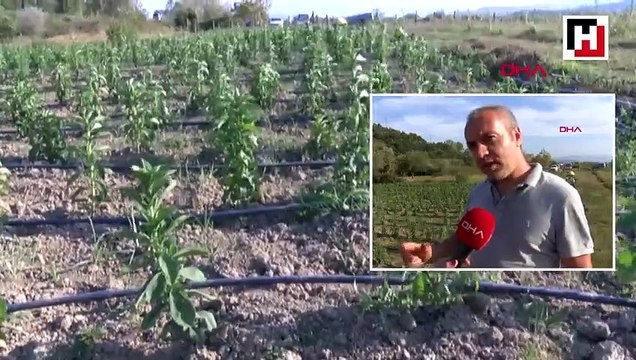 Sıfır kalorili şeker elde edilebilen 'stevia' bitkisi yeni gelir kapısı