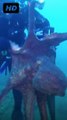 Massive octopus attacks diver |drags equipment through sea.