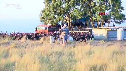 Tekirdağ'da sahibinin komutuyla uçan hindiler sosyal medyada ilgi odağı oldu