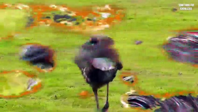 Most dangerous birds in the world Even eagles are afraid of this deadly bird सबसे खतरनाक पक्षी