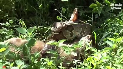 सबसे बेरहम जानवरो कि विडियो   unbelievable moments  something For Knowledge