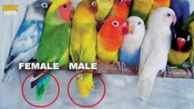 hOW TO IDENTIFY MALE AND FEMALE IN LOVEBIRDS