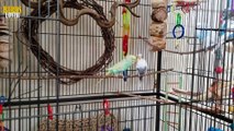 Budgies keeping Tips for Beginer