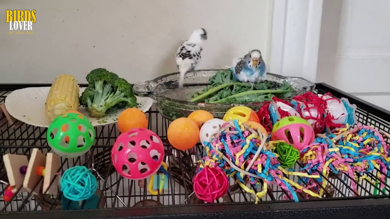 HOW TO TAME YOUR BUDGIES EASILY