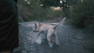 Dog catches a ball in a river - Garden Valley