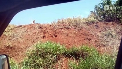 Corujas buraqueiras são vistas em Apucarana; confira