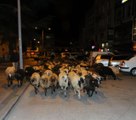 Tokat haber! Tokat'ta koyun sürüsünün geçtiği caddede trafik durdu