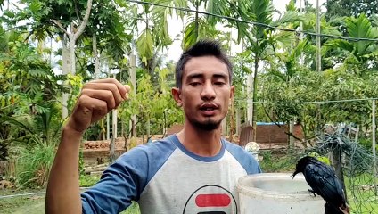 PAS SULTAN _ mais oiseaux de plein air désespérés CHER