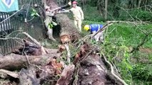 Árvore cai e impede entrada de veículos em residência no Bairro Lago Azul