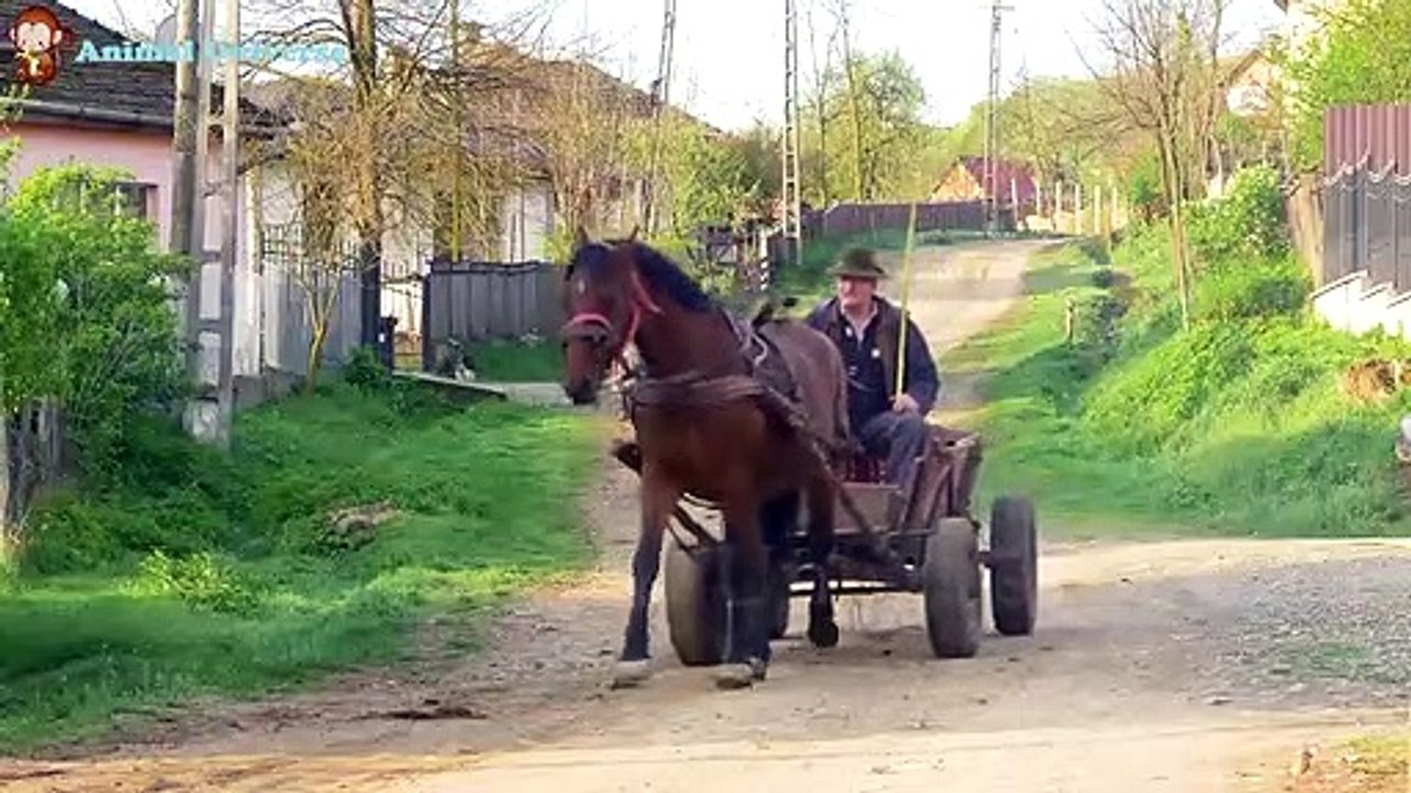 Learn family animals: Ducks, cows, cats, dogs, horses, pigs - Animal sounds